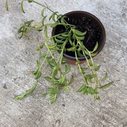 Succulent- String Of Bananas