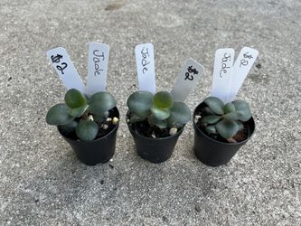 Jade Plants For Sale