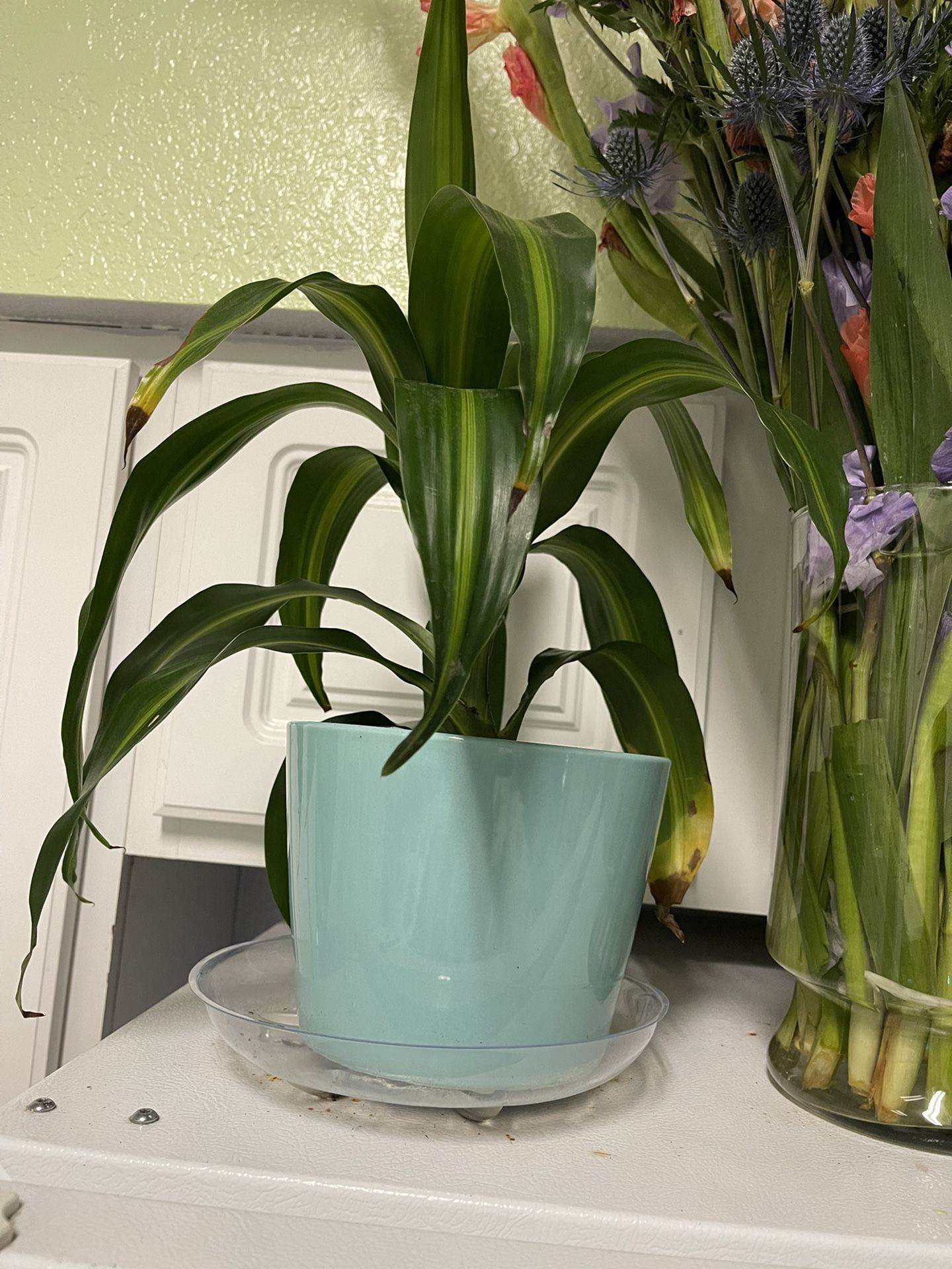 Tropical Plant In A Light Teal Pot