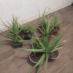 Aloe Vera Plants 