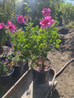 Roses 5 Gallon $13 Each