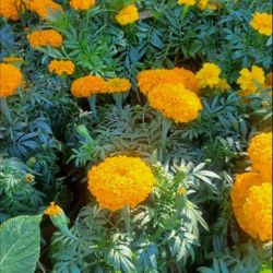 Cempasuchil O Marigold