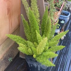 Fern