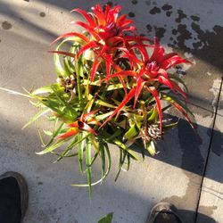Red Bromeliad With Pink Flowers 