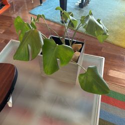 Monstera Plant