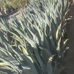 Agave American 15gallon 