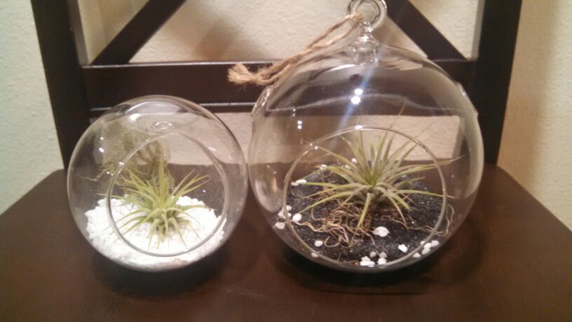 Decoration plant with glass planter
