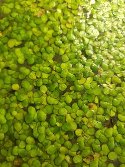 Giant Duckweed (Spirodela Polyrhiza) – Floating Aquarium Plant