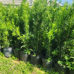 Beautiful And Full Podocarpus Plants For Privacy!!! Fertilized!!! About 3.5 Feet Tall!!! Excellent Price And Quality 