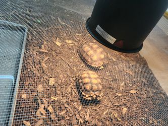 Sulcata Tortoise Enclosure Table With Heat Lamps for Sale in