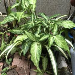 Brake Fern With Spider Plant 