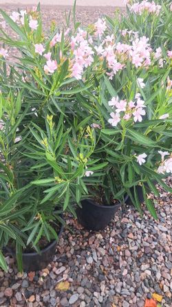 Pink Oleander petite $18 firm price