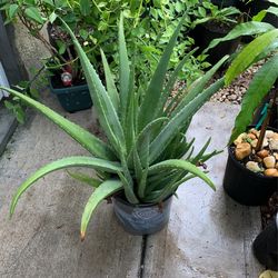 Aloe Plant