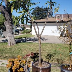 Gorgeous 8 Foot Tall Plumeria For Sale