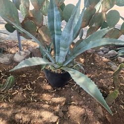 Agave Plants