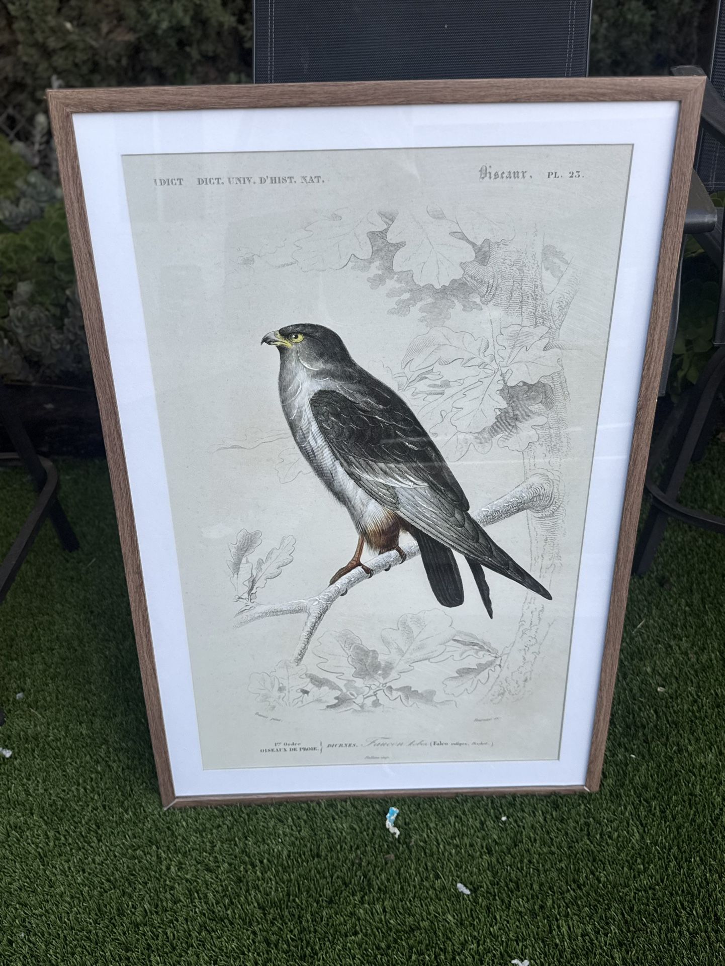 Large Picture Of A Bird