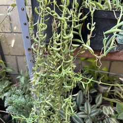 Planta