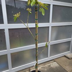 Flowering BACON AVOCADO TREE 