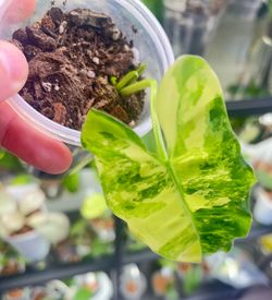Variegated Philodendron Burle Max