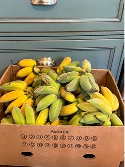 Banana 🍌 trees for sale . Ice cream variety/blue Java