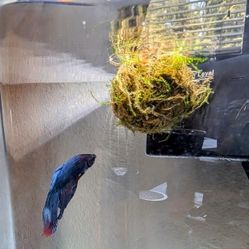Complete 2.5 Gallon Corner Betta Aquarium 