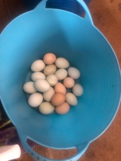 Fresh chicken eggs 5.00 a dozen