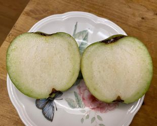 Taiwanese Seedless Guava Fruit Tree