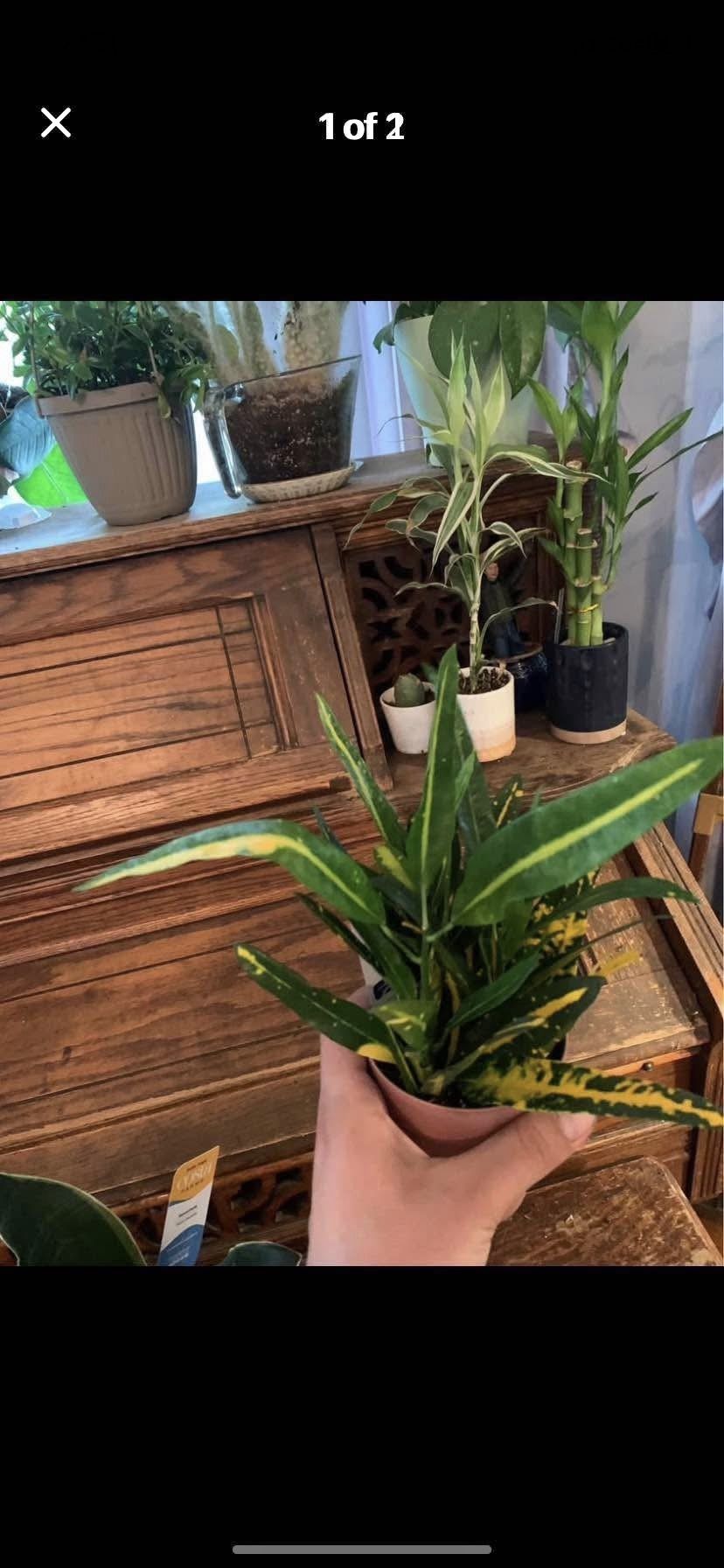 Sunny Star Croton Plant!!! $10!!