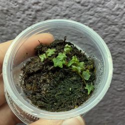 Ficus pumila var. quercifolia