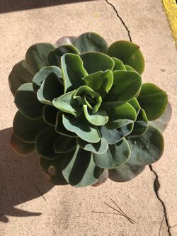 Succulent