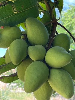 Mangos criollos.  4$.  Libra