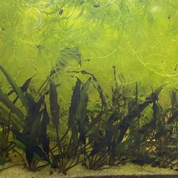 Crytocoryne Wendtii Aquarium Plant 