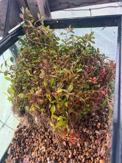 Aquarium plants