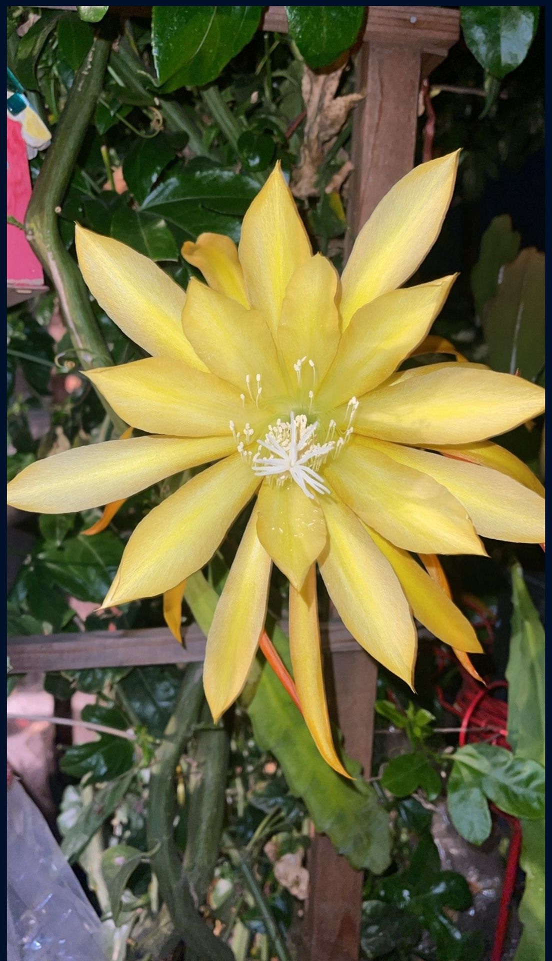 Yellow Epiphyllum Orchid Cactus Xl Large Flower