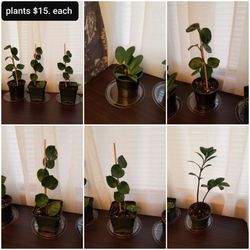 Plants $15. Each 