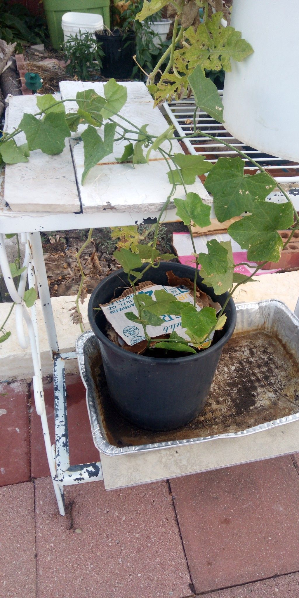 Organic Tindora ivy gourd plant ..Coccinia grandis