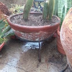 CACTUS IN A POT