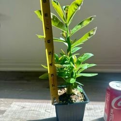Desert Rose Bonsai Succulent 