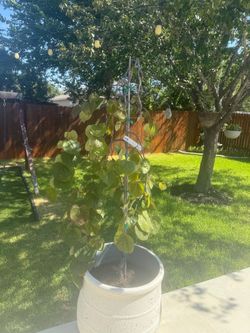 2 redbud ruby fall tree