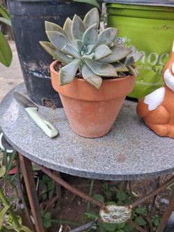 Blue ghost succulent