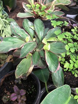 Tricolor plant in 6 in pot