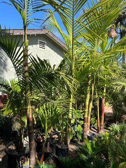 King Palm trees