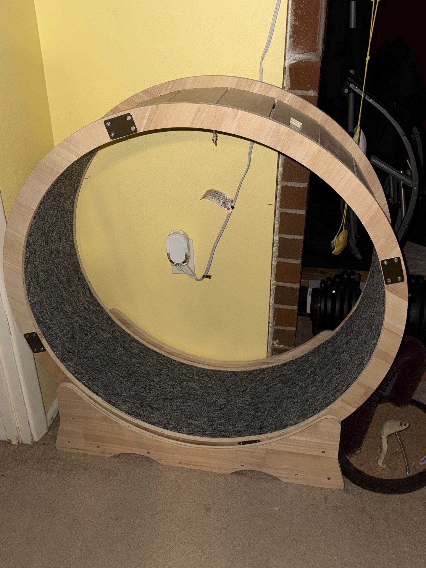 Cat Wheel