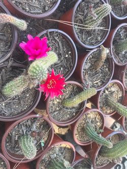 Cactus plantas