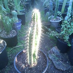 Wherever I Cactus Plant