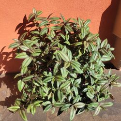 Tradescantia Zebrina Wandering Jew 