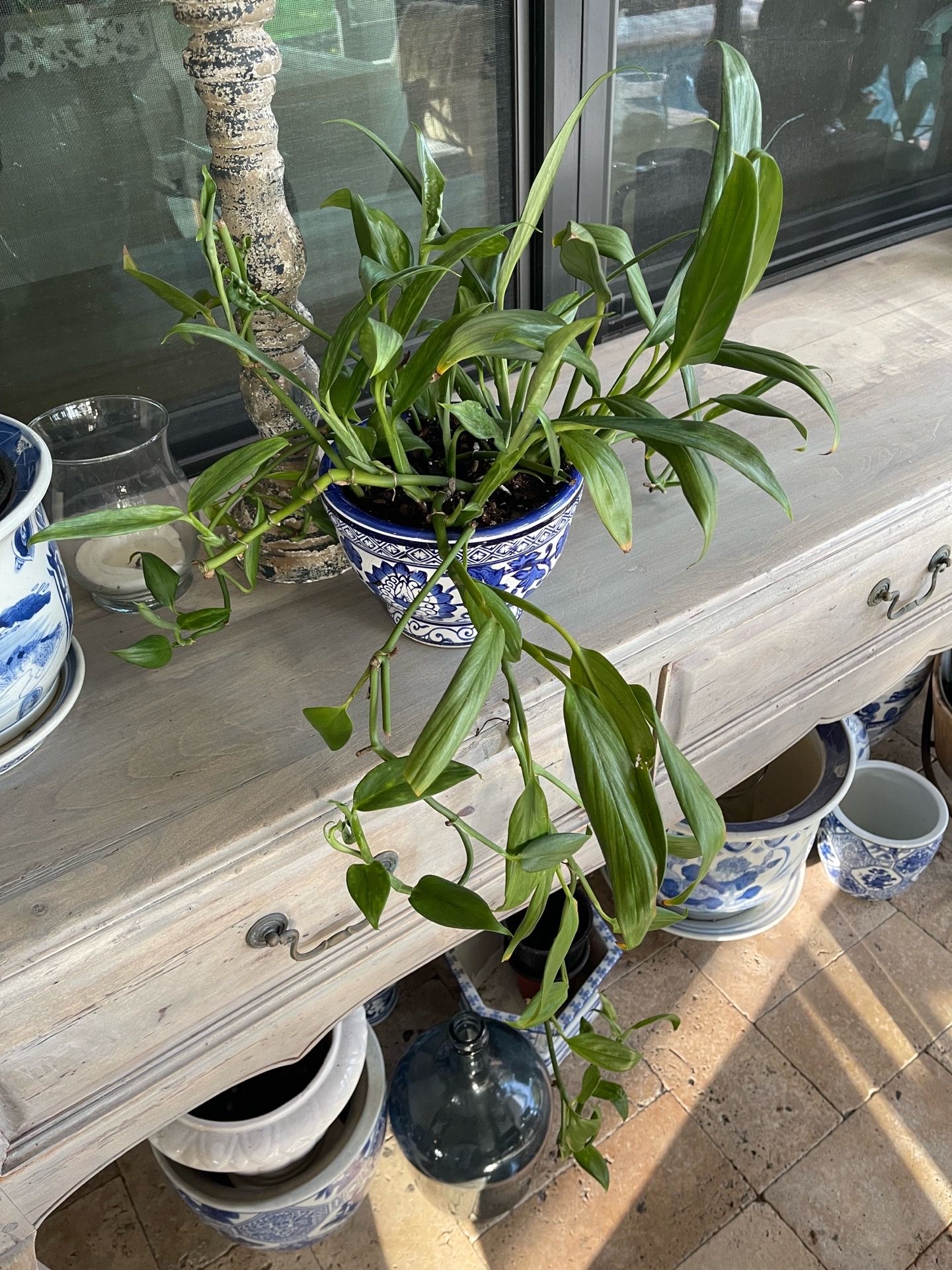 House Plant