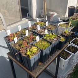 Carnivorous Plant Sale
