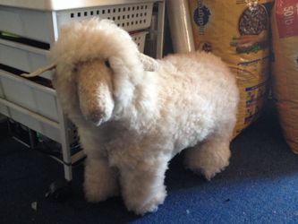 Real stuffed taxidermy sheep