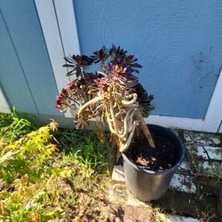 Black Rose Succulent